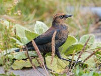 Q0I7524c  Rusty Blackbird (Euphagus carolinus) - fall/winter male